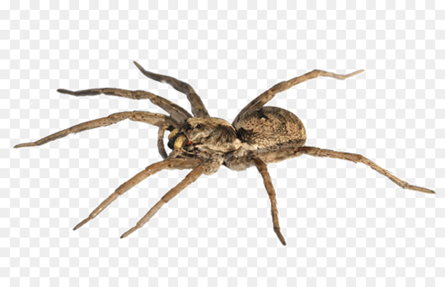 Spider-Man Goliath birdeater The Wolf Spider Stock photography - spider png download - 957*600 - Free Transparent Spider png Download.