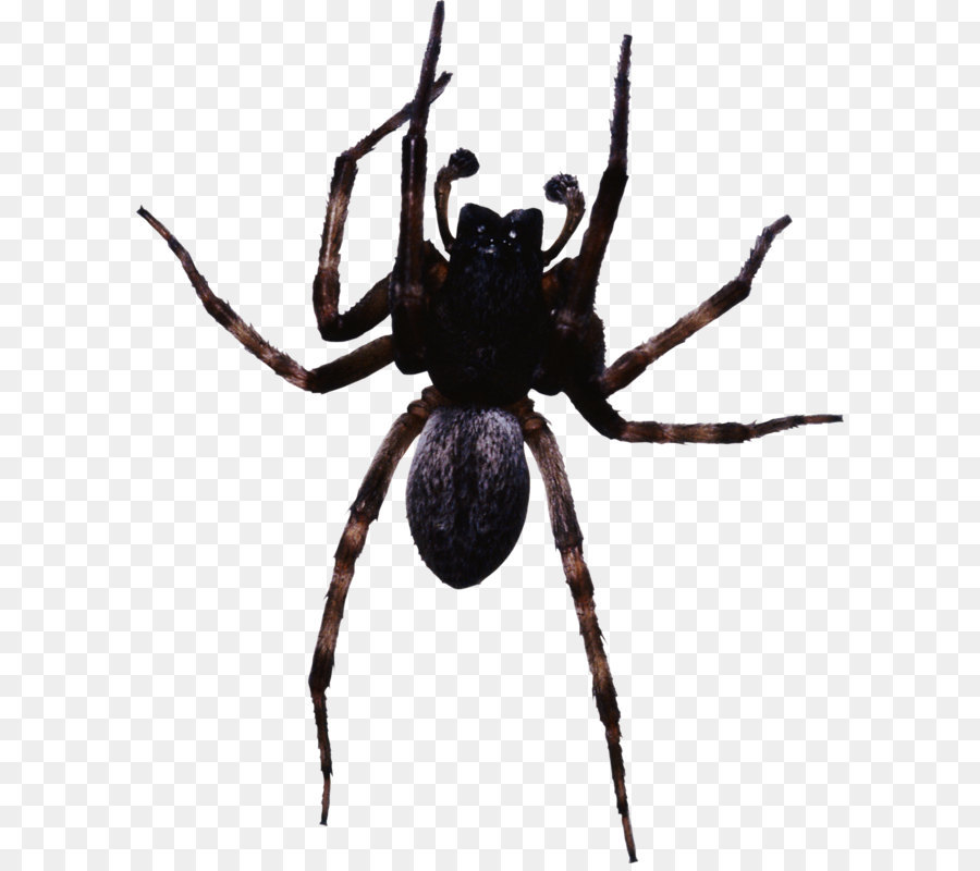 Spider Insect - Spider PNG image png download - 2295*2800 - Free Transparent Spider png Download.