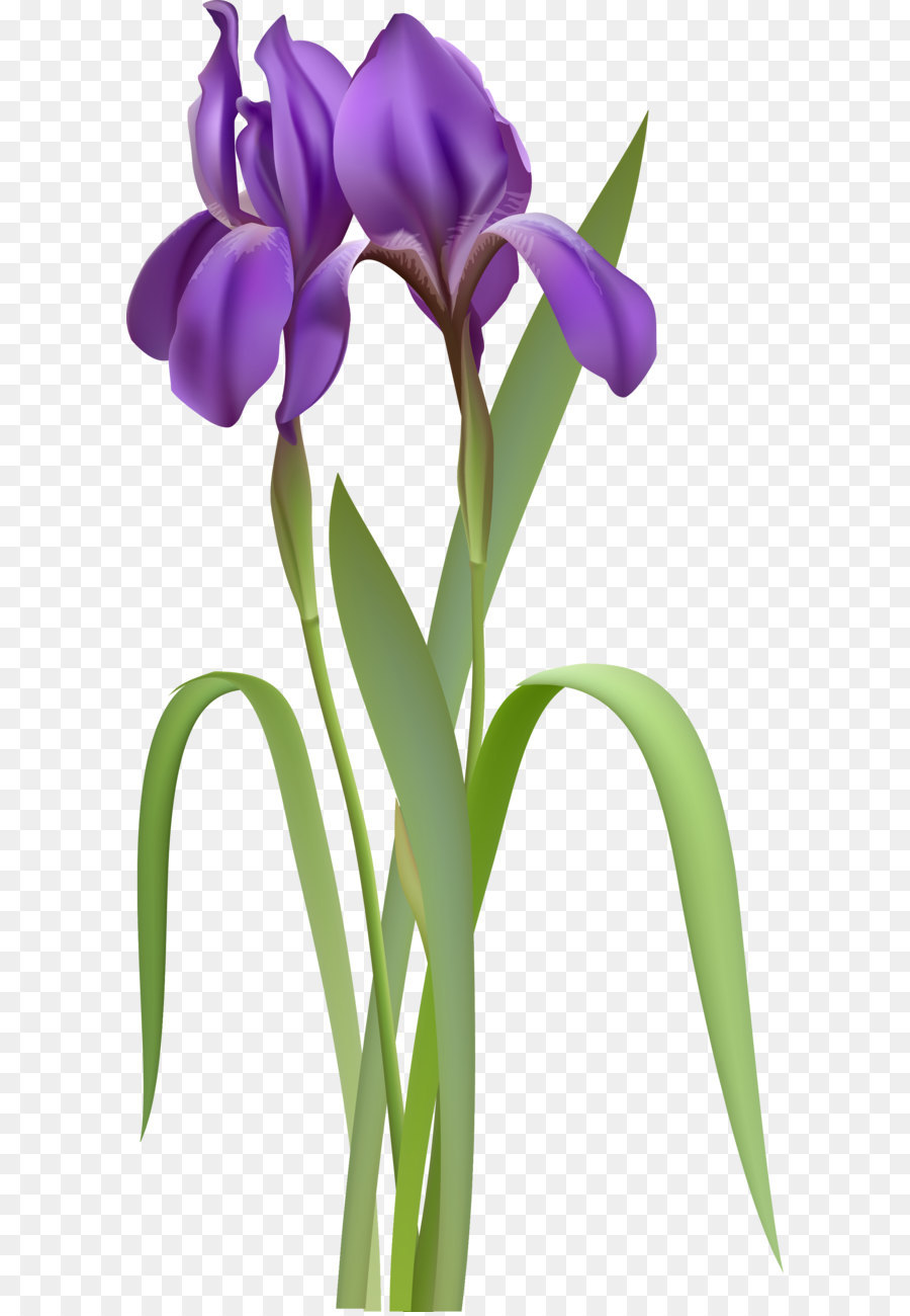 Iris versicolor Clip art - Iris Spring Flower PNG Clipart png download - 1792*3572 - Free Transparent Iris Versicolor png Download.