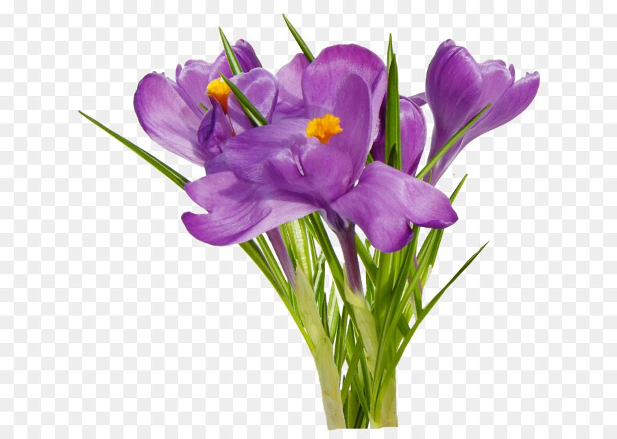 First Spring Flowers - flower png download - 700*634 - Free Transparent Flower png Download.