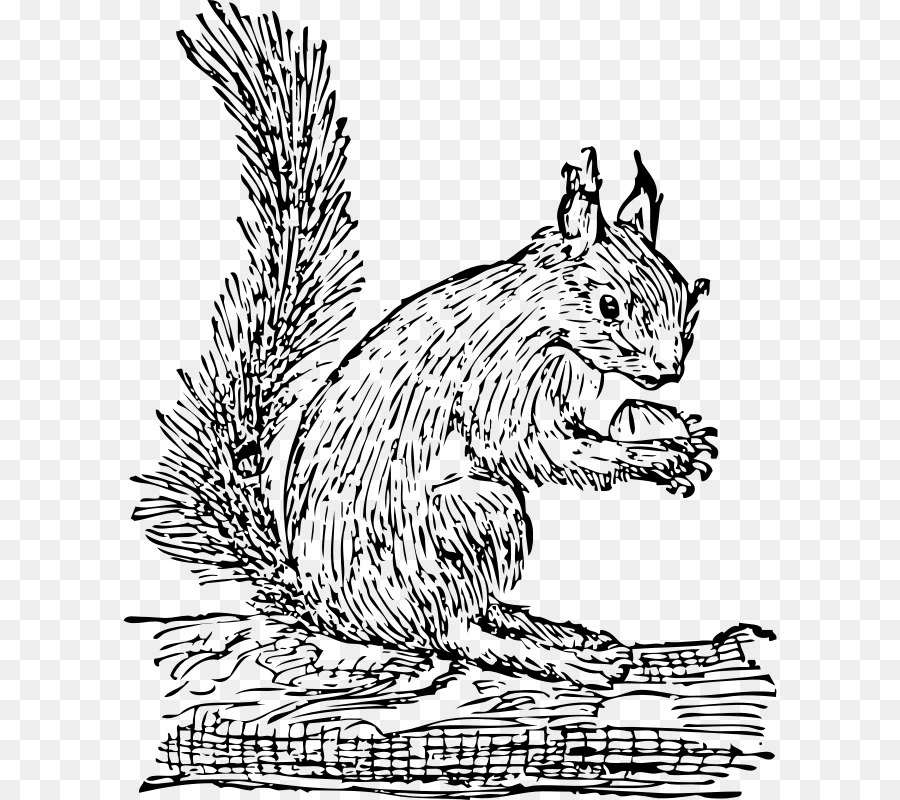 Tree squirrel Eastern gray squirrel Clip art - realistic almond nuts vector png download - 654*800 - Free Transparent Squirrel png Download.