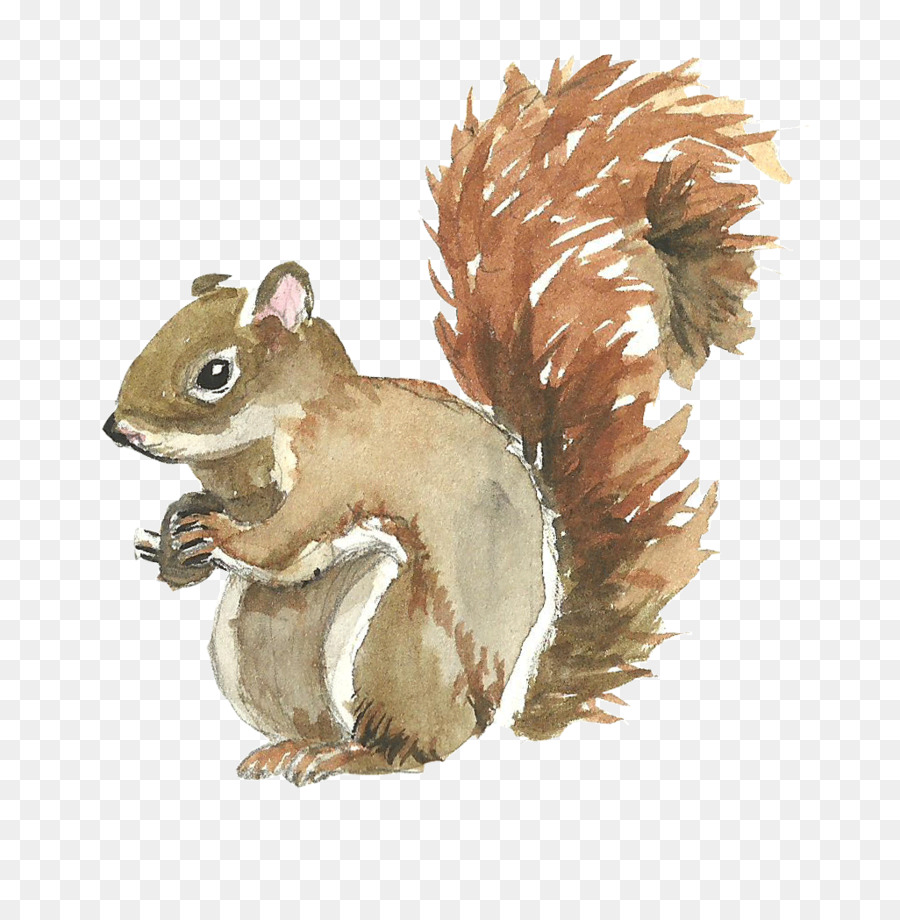 Squirrel Watercolor painting - Cute squirrel png download - 1026*1032 - Free Transparent Squirrel png Download.