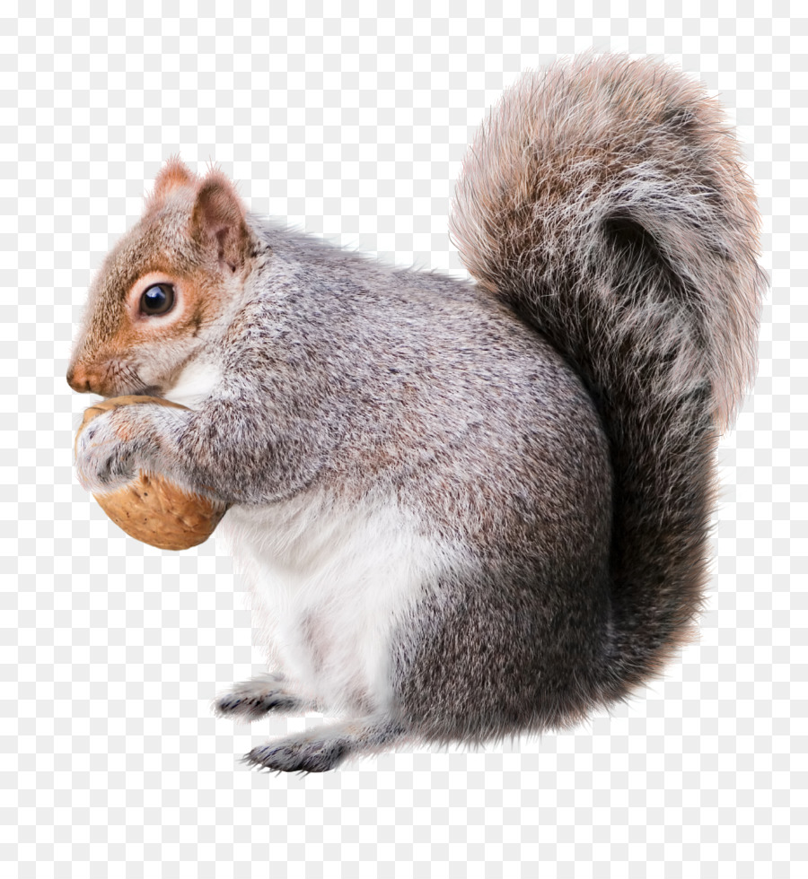 Squirrel Christmas decoration Rodent Drawing - squirrel png download - 1158*1236 - Free Transparent Squirrel png Download.