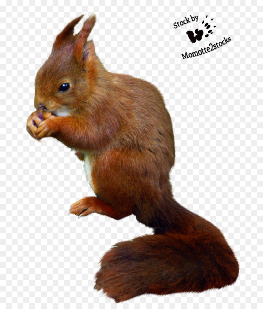 Red squirrel Desktop Wallpaper DeviantArt - squirrel png download - 768*1041 - Free Transparent Squirrel png Download.
