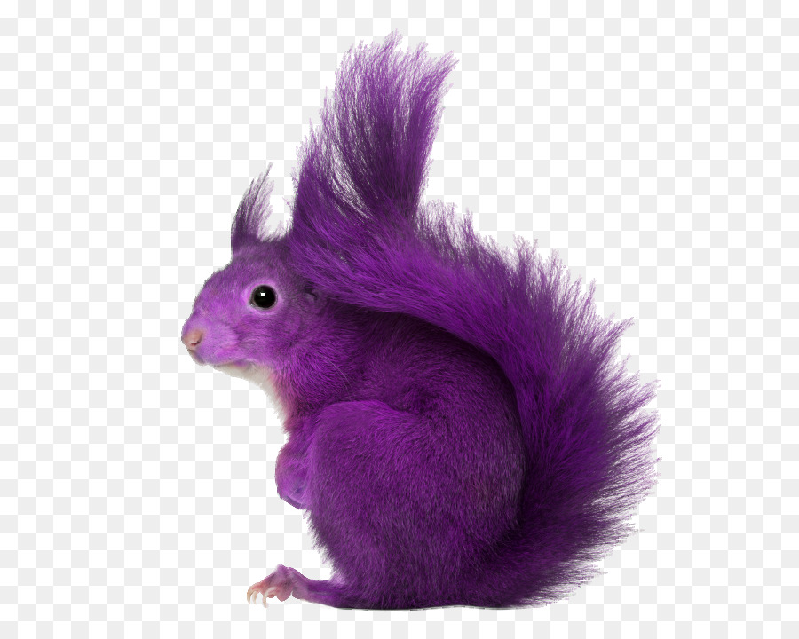 Purple squirrel Recruitment Employment Sourcing - Squirrel Transparent PNG png download - 640*720 - Free Transparent Squirrel png Download.