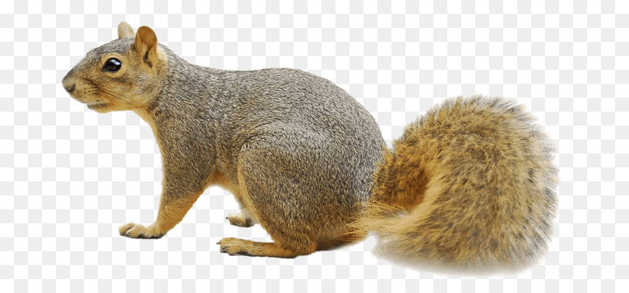 Fox squirrel Raccoon Rodent - Squirrels png download - 759*419 - Free Transparent Fox Squirrel png Download.