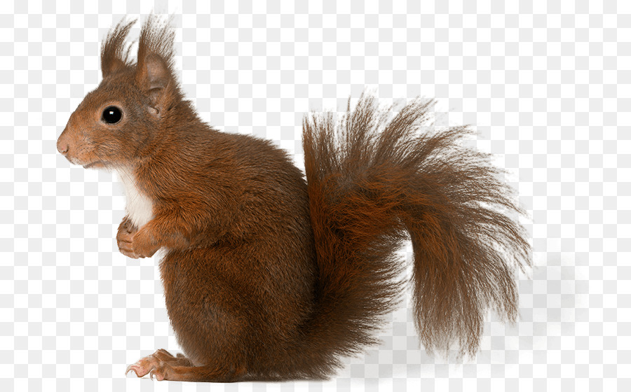 Squirrel Whiskers Fur Fauna Snout - squirrel png download - 798*558 - Free Transparent Squirrel png Download.
