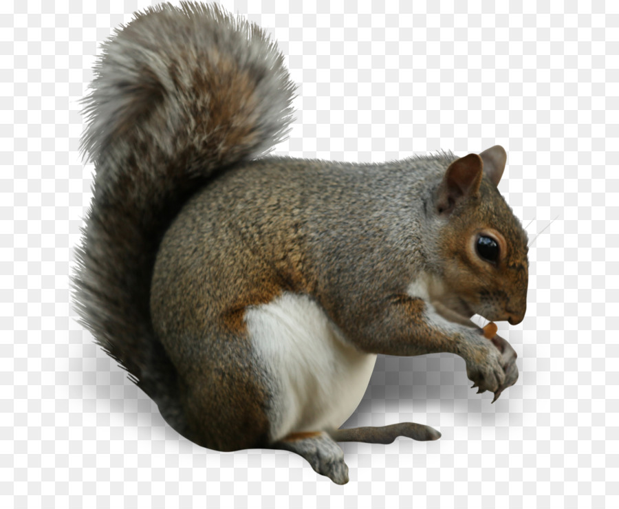 Squirrel Insect Nut Eating Cashew - squirrel png download - 1280*1030 - Free Transparent Squirrel png Download.