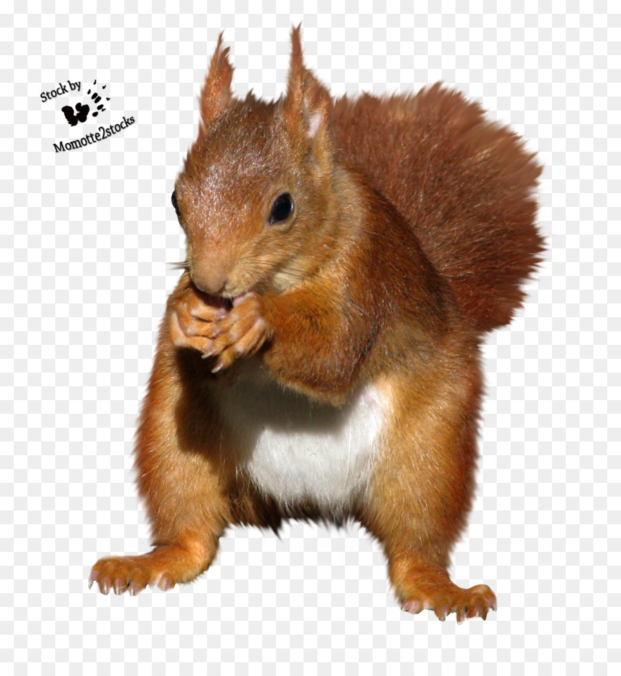 Squirrel Rodent Chipmunk - squirrel png download - 1151*1252 - Free Transparent Squirrel png Download.