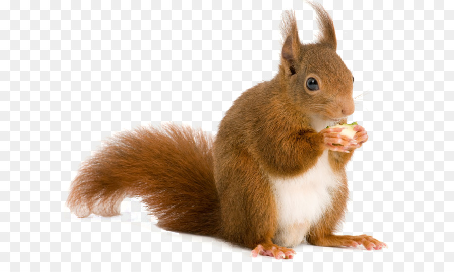 Squirrel Rodent Computer file - Squirrel PNG png download - 670*538 - Free Transparent Squirrel png Download.