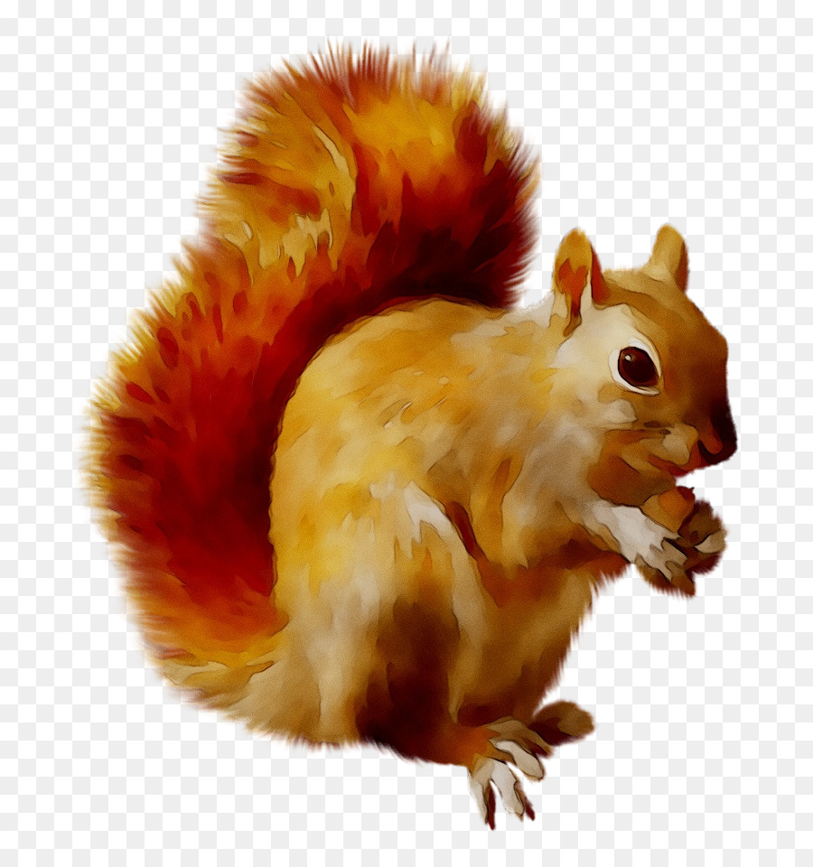 Squirrel Portable Network Graphics Clip art Transparency Image -  png download - 883*941 - Free Transparent Squirrel png Download.