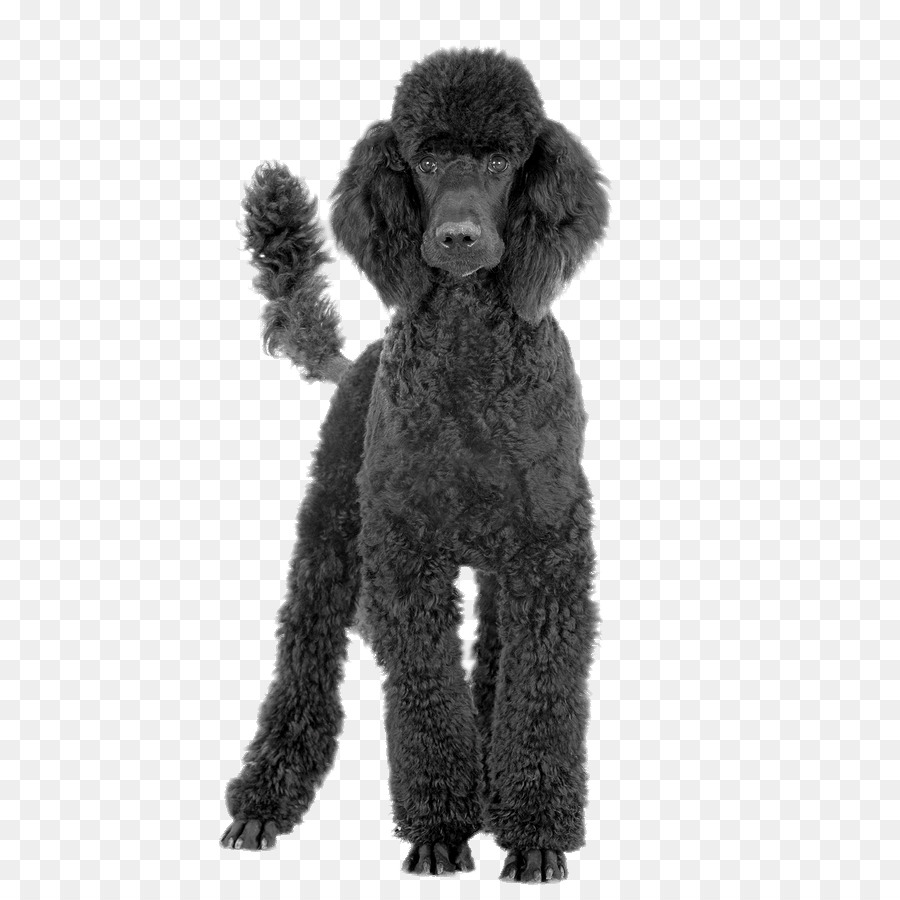 Toy Poodle Black and Tan Coonhound Standard Poodle Bluetick Coonhound - poodle png download - 900*900 - Free Transparent Poodle png Download.