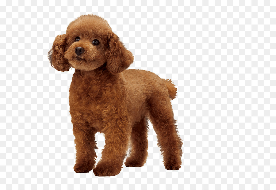 Miniature Poodle Standard Poodle Cockapoo Goldendoodle - puppy png download - 714*620 - Free Transparent Miniature Poodle png Download.