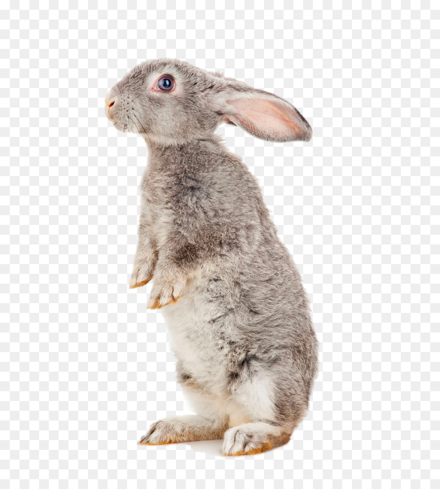 European hare Havana rabbit Treaties of Tilsit Domestic rabbit Battle of Waterloo - Standing rabbit png download - 665*1000 - Free Transparent European Hare png Download.