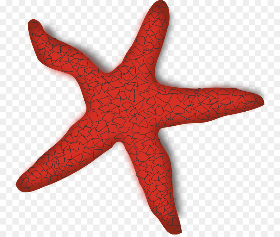 Starfish Clip art - Shellfish Clipart png download - 800*752 - Free Transparent Starfish png Download.