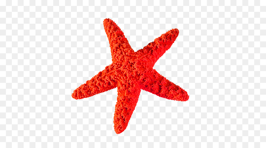 Starfish Clip art - Creative Starfish png download - 500*500 - Free Transparent Starfish png Download.