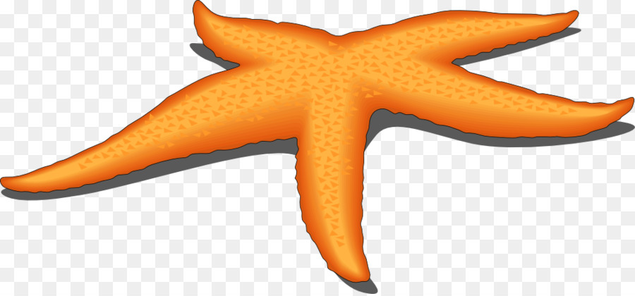 Starfish Free content Clip art - Ocean Starfish Cliparts png download - 999*463 - Free Transparent Starfish png Download.