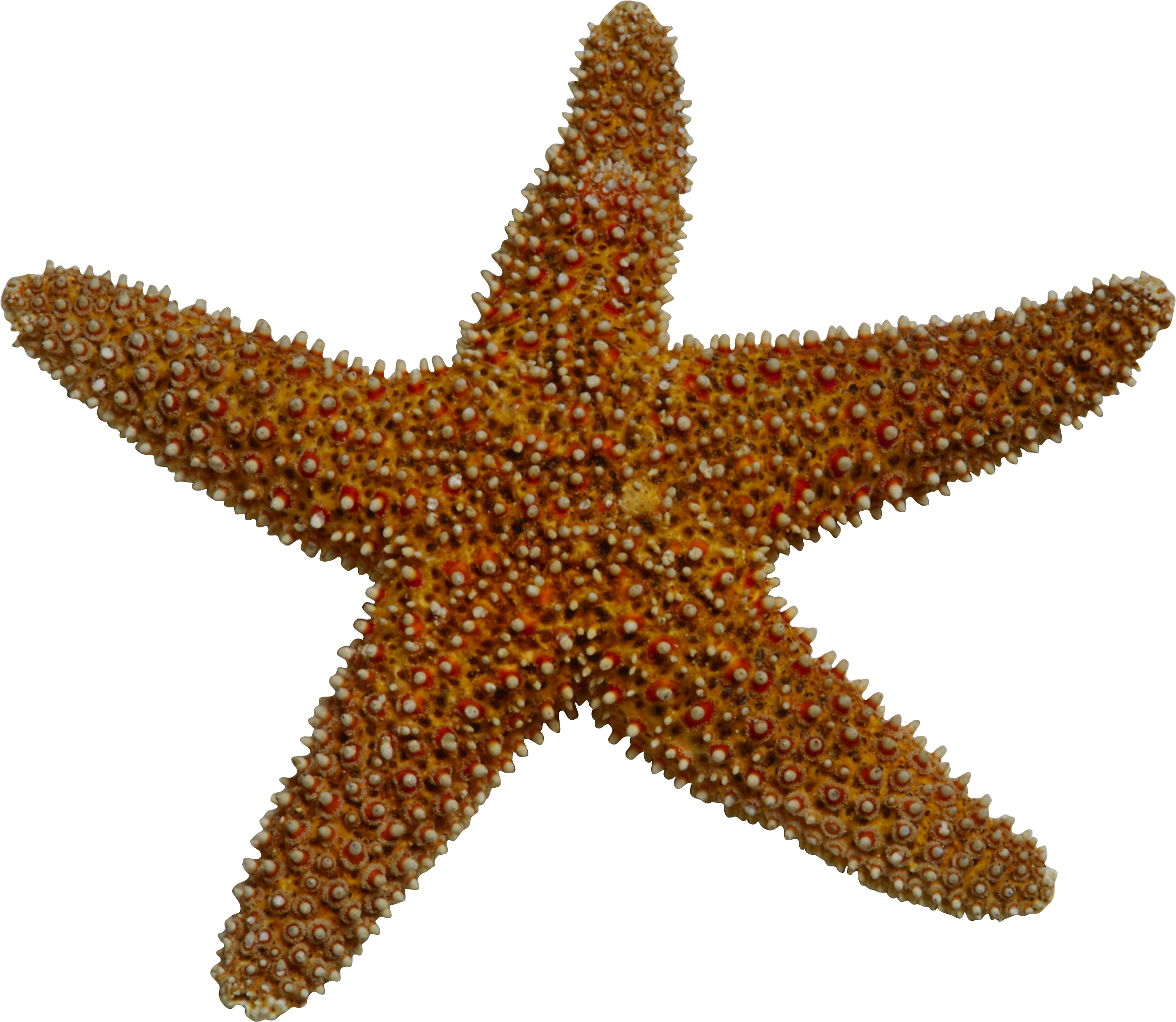 Starfish Sea Clip art - Starfish element png download - 2335*2029 ...