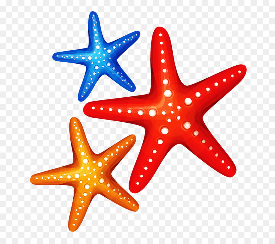 Starfish Clip art - starfish png download - 800*796 - Free Transparent Starfish png Download.