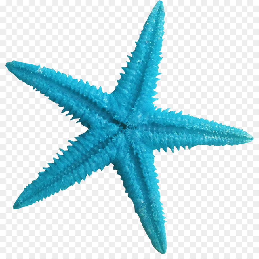 Starfish Blue Color Clip art - Beautiful blue starfish png download - 866*883 - Free Transparent Starfish png Download.