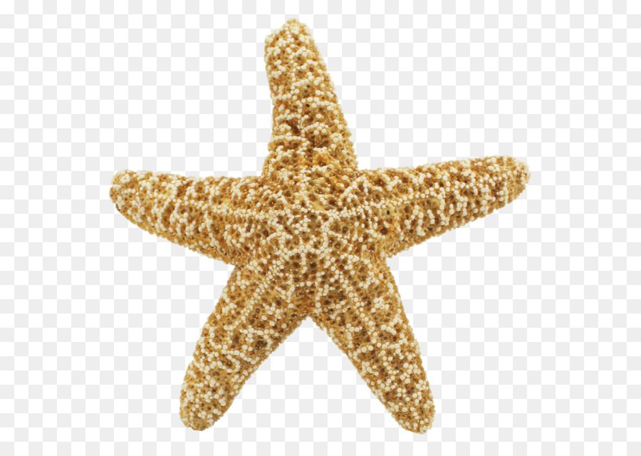 Starfish Clip art - Starfish PNG png download - 1650*1615 - Free Transparent Starfish png Download.