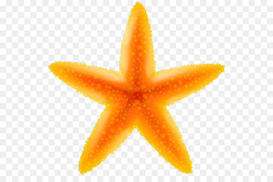 Starfish Clip art - seashells png download - 600*585 - Free Transparent Starfish png Download.