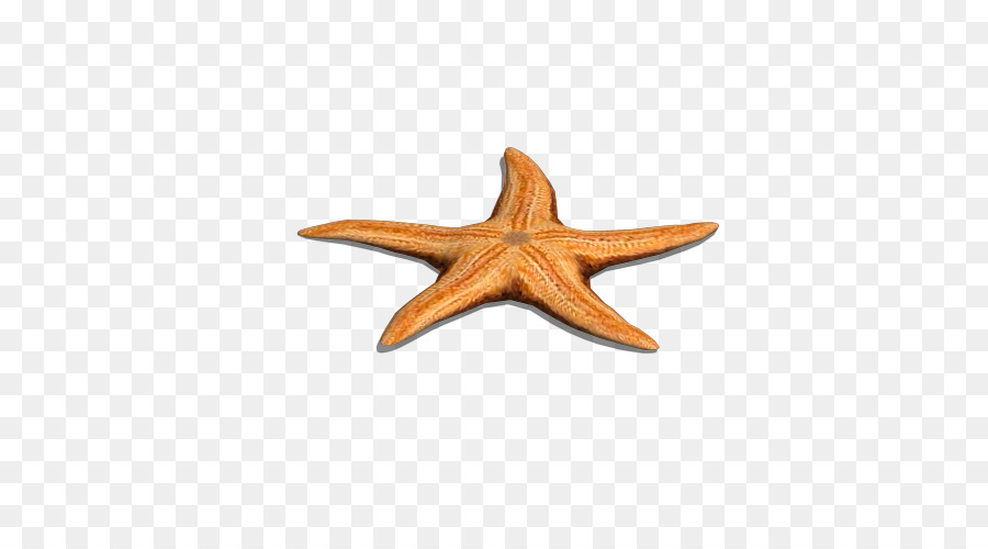 Starfish Wood - Sea Star png download - 500*500 - Free Transparent Starfish png Download.