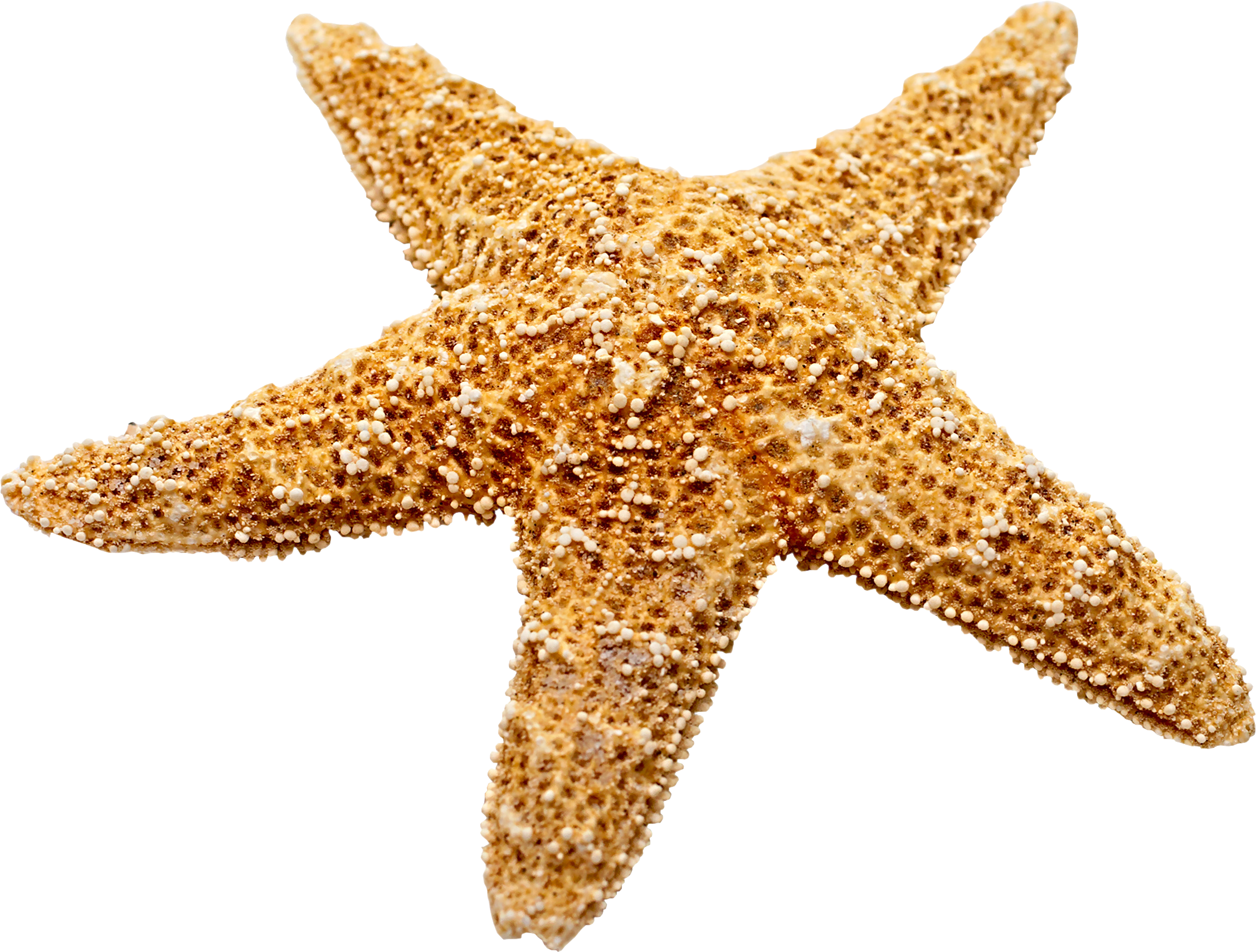 Starfish - Marine decoration Starfish png download - 2254*1708 - Free ...