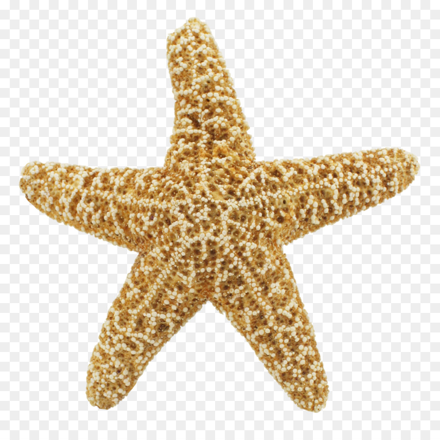 Starfish Desktop Wallpaper Clip art - starfish png download - 1024*1002 - Free Transparent Starfish png Download.
