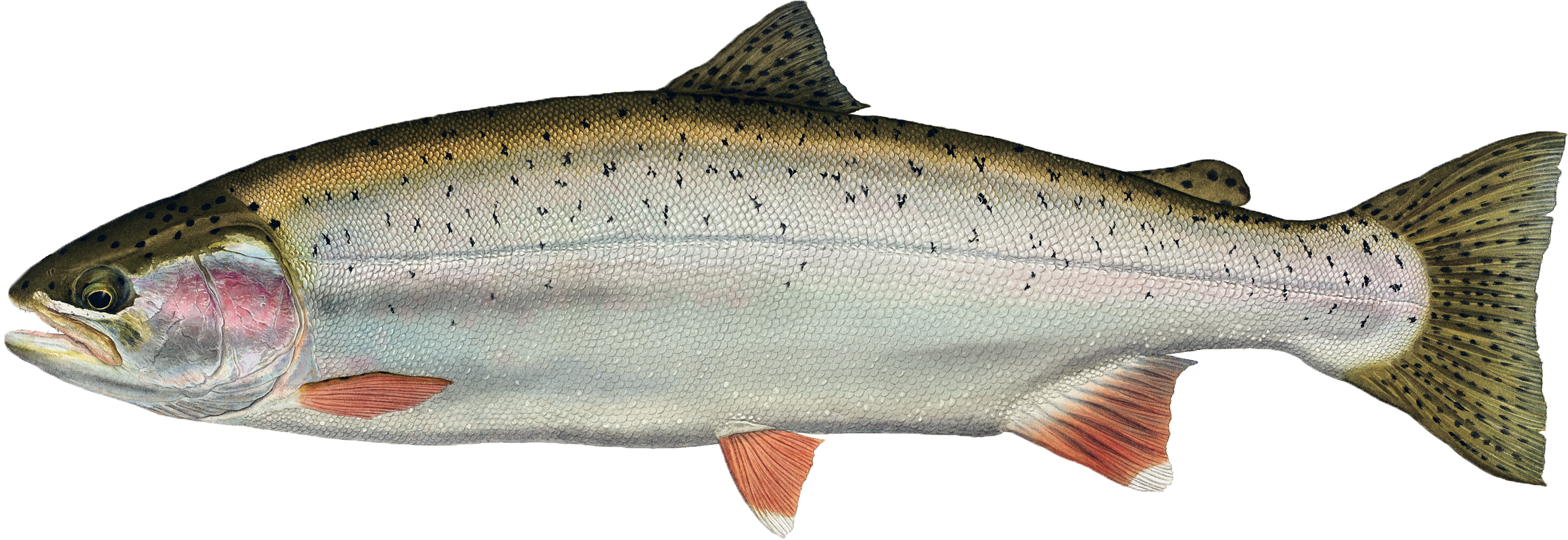 Лососевая рыба сканворд 5. Кумжа Балтийская и лосось. Лососевые рыбы форель. Fish Salmon форель. Ладожский Озерный лосось.