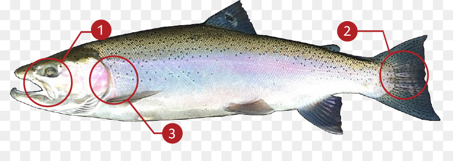 Coho salmon Sardine Rainbow trout Cutthroat trout - steelhead flies png download - 892*305 - Free Transparent Coho Salmon png Download.