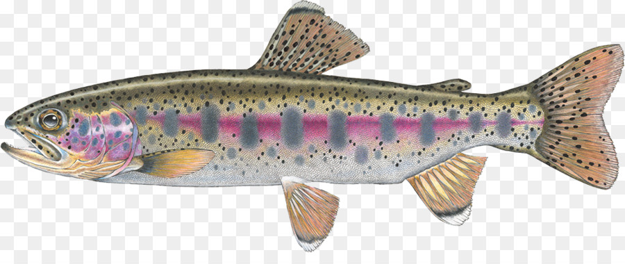Salmon Cutthroat trout Confluence Fly Shop Fall River - rainbow trout png download - 1000*404 - Free Transparent Salmon png Download.