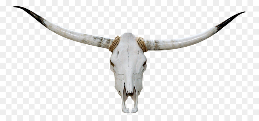 Texas Longhorn English Longhorn Skull -  png download - 2283*1051 - Free Transparent Texas Longhorn png Download.