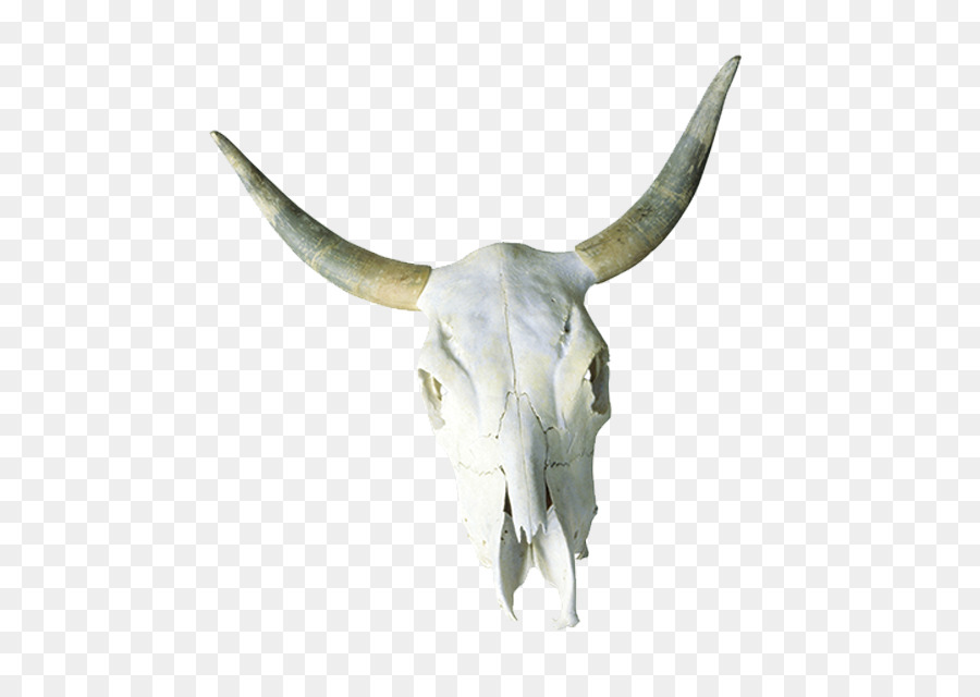 Cattle Skull Horn Bone - Bison skull png download - 800*629 - Free Transparent Cattle png Download.