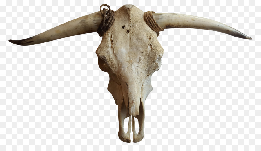 Cattle Goat Horn Bone - cow skull png download - 5312*2988 - Free Transparent Cattle png Download.