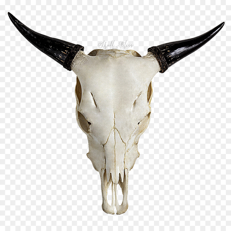 Highland cattle Skull Horn Bull Goat - bull skull png download - 960*960 - Free Transparent Highland Cattle png Download.