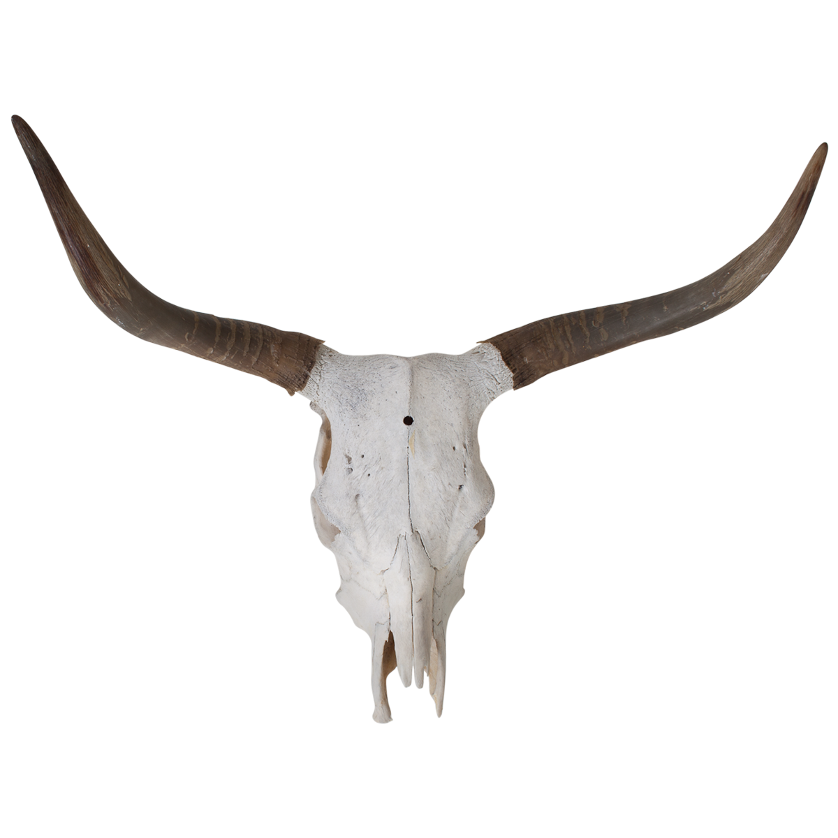 Texas Longhorn Bull Skull Bone - Longhorn png download - 1200*1200 ...