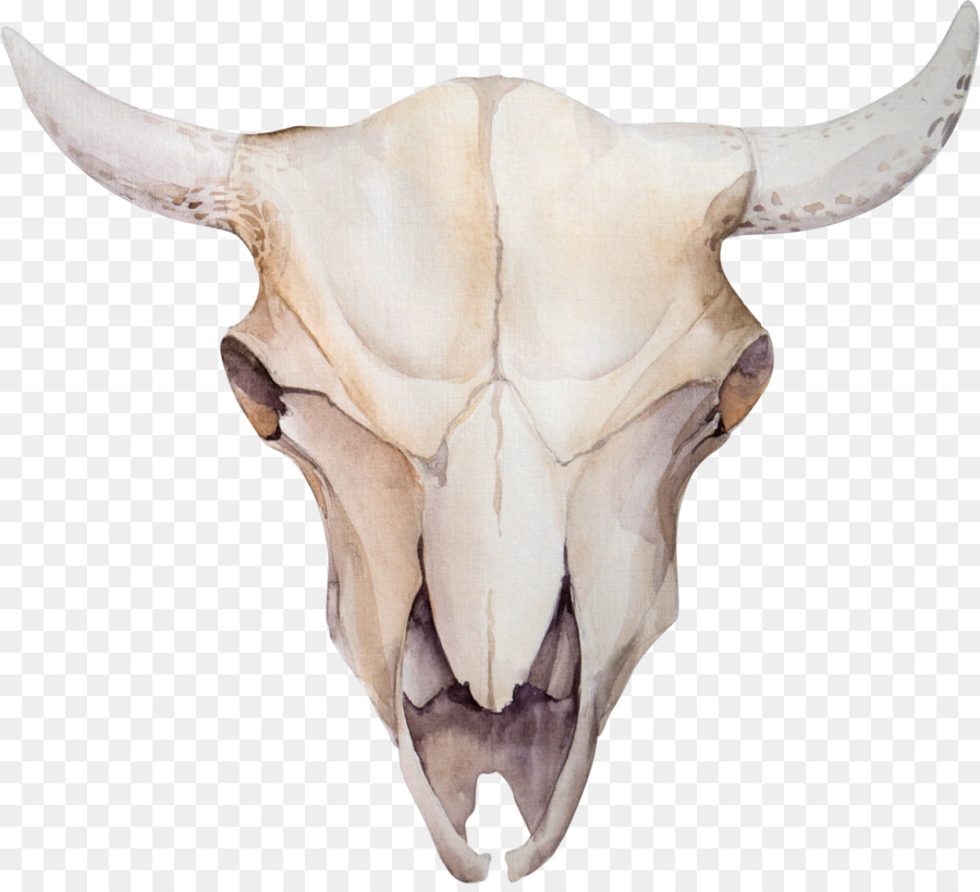 Cattle Skull Stock photography Feather - Claw png download - 2275*2056 - Free Transparent Cattle png Download.