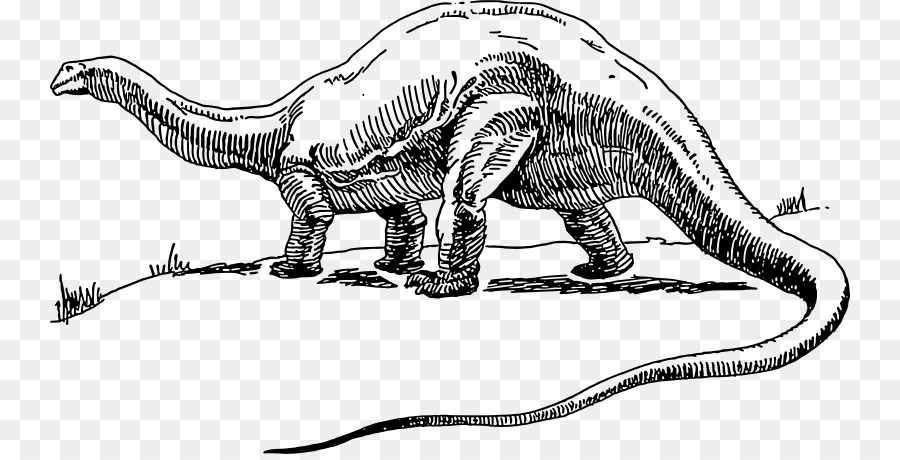 Apatosaurus Brontosaurus Tyrannosaurus Stegosaurus Triceratops - dinosaur png download - 800*454 - Free Transparent Apatosaurus png Download.