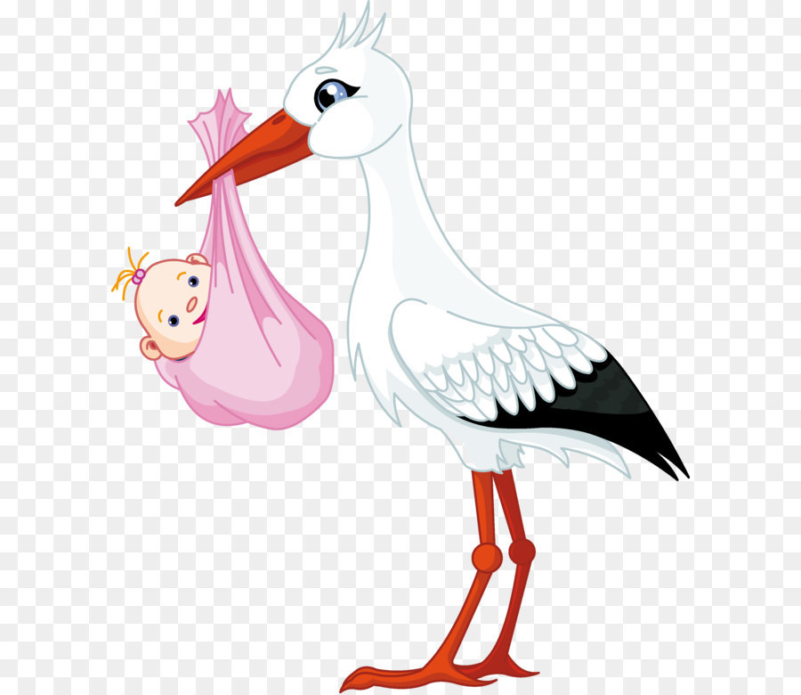 Stork Bird Duck Swan Goose - stork baby PNG png download - 2088*2500 - Free Transparent  png Download.