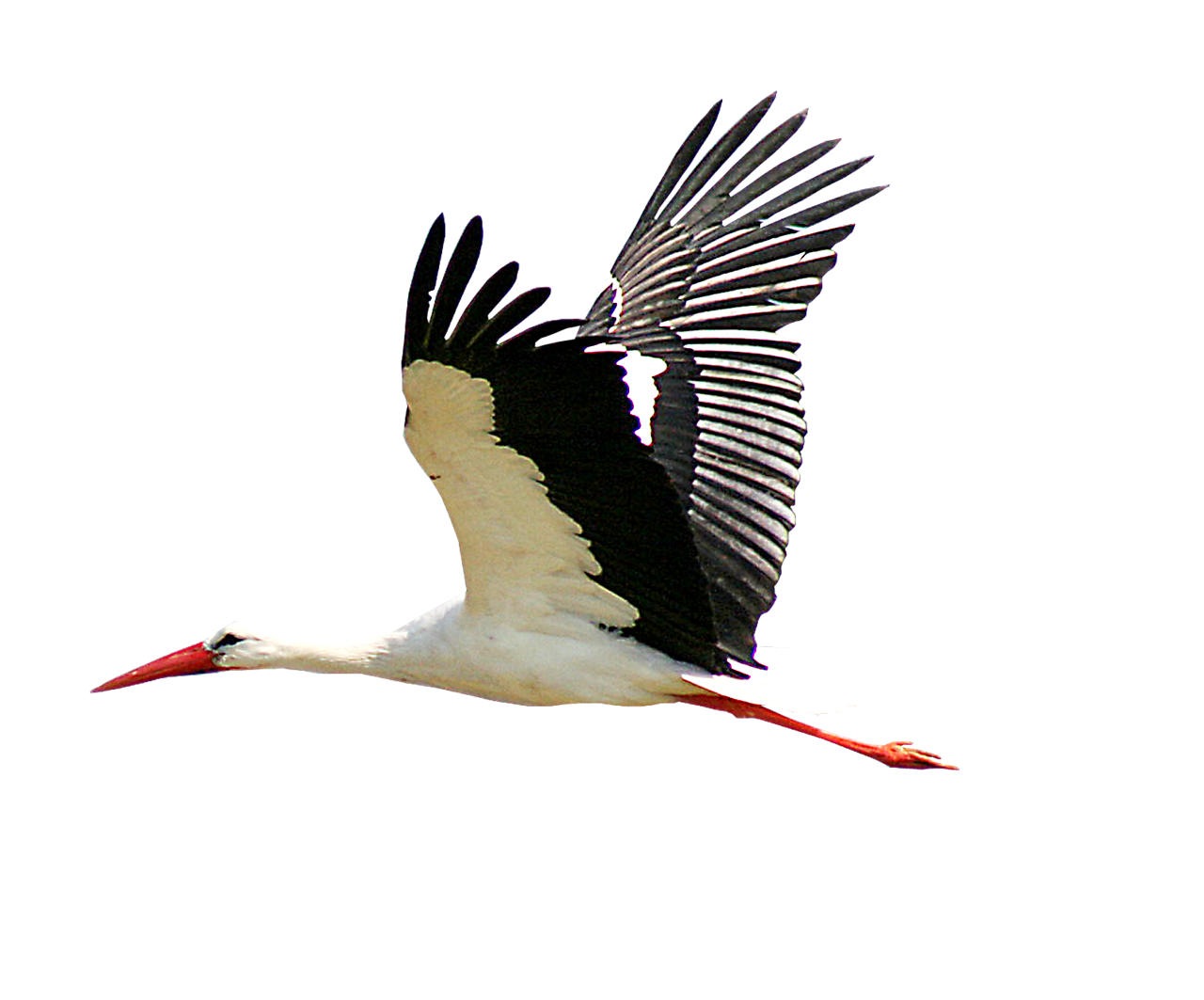White stork Portable Network Graphics Bird Clip art Beak - carrying png ...