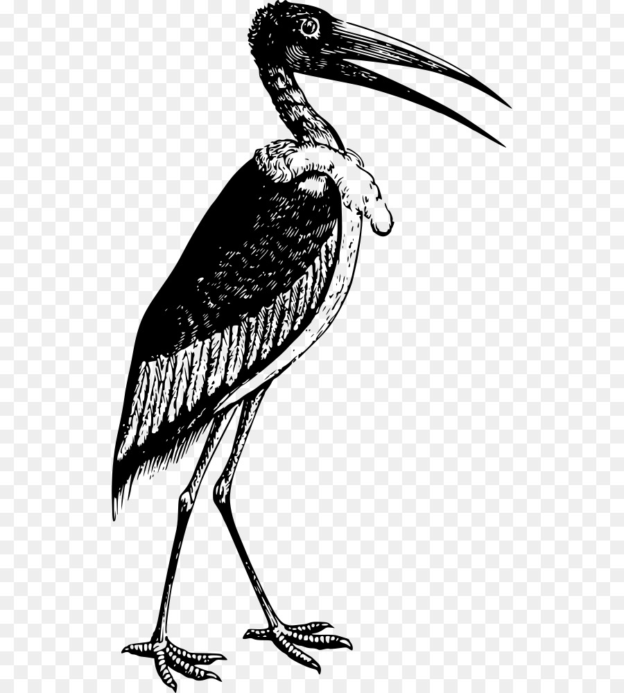 Marabou stork T-shirt White stork Bird Crane - T-shirt png download - 578*1000 - Free Transparent Marabou Stork png Download.