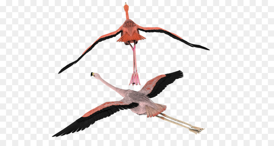 Bird White stork Flamingo Flight Clip art - Bird png download - 600*480 - Free Transparent Bird png Download.