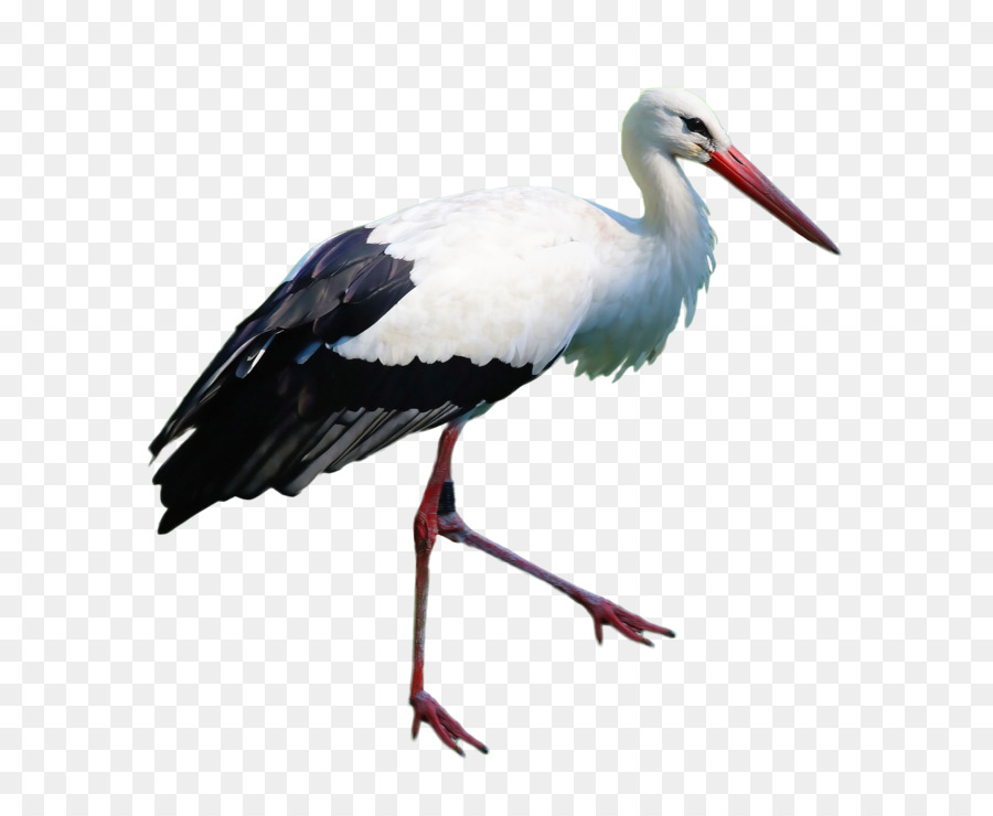 White stork Marabou stork - stork png download - 3829*3092 - Free Transparent White Stork png Download.