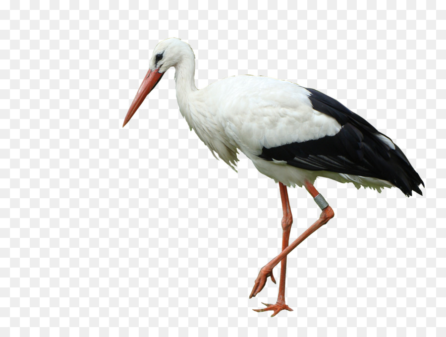 White stork Bird Marabou stork Crane - stork png download - 1600*1200 - Free Transparent White Stork png Download.