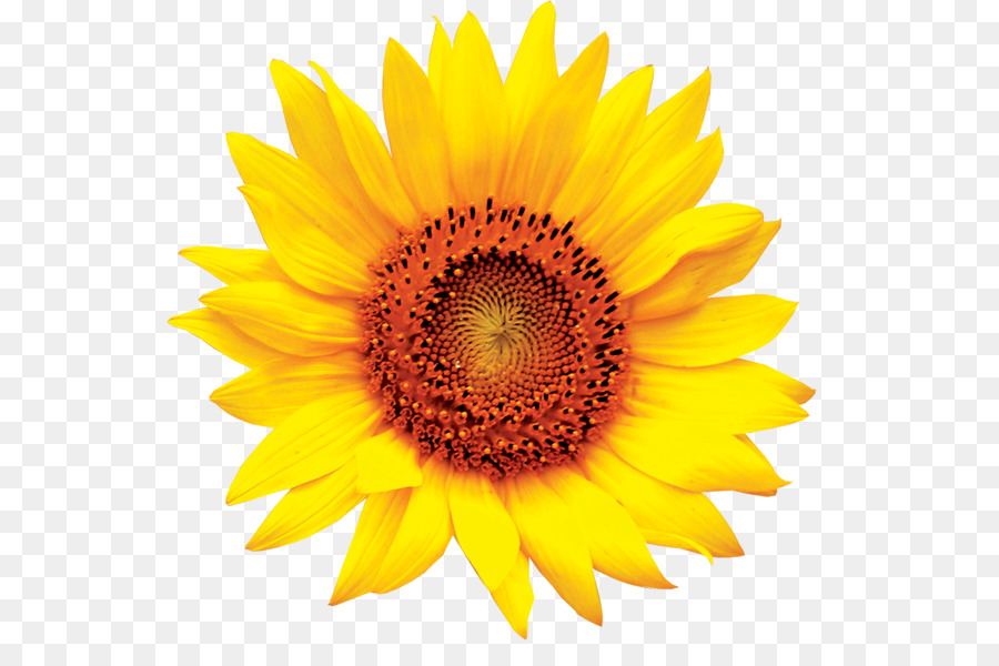 Common sunflower Clip art - sunflower png download - 600*600 - Free Transparent Common Sunflower png Download.