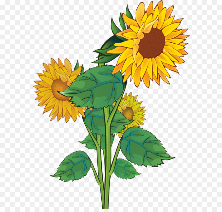 Free content Clip art - Vintage Sunflower Cliparts png download - 640*847 - Free Transparent Free Content png Download.
