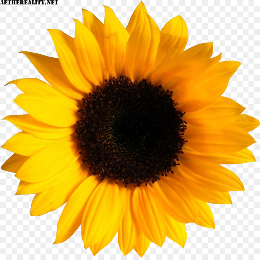 Common sunflower Image Sticker Clip art - flower png download - 1000*991 - Free Transparent Common Sunflower png Download.