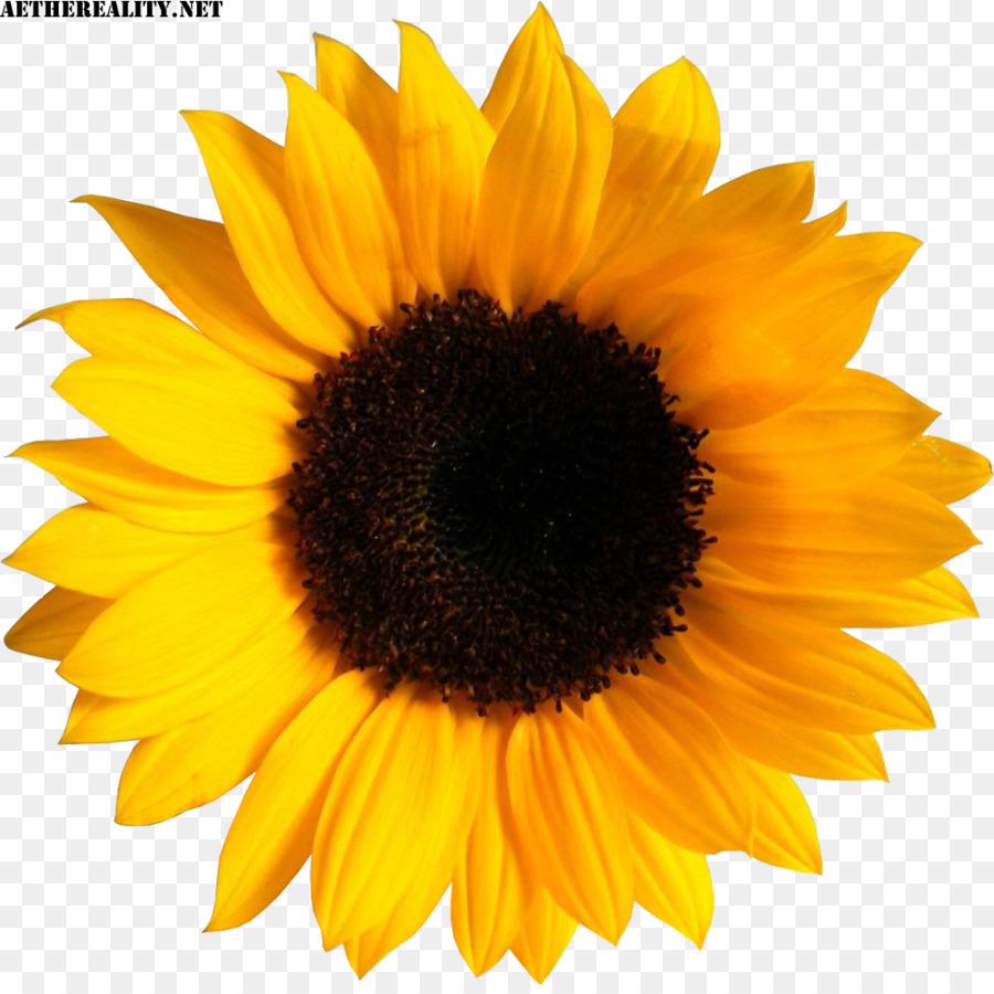 Free Sunflower Clipart Transparent Background Download Free Sunflower Free Sunflower Clipart Transparent Background Download Free Sunflower