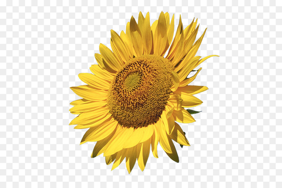 Common sunflower Clip art - Sunflower Clipart png download - 515*587 - Free Transparent Public Domain png Download.